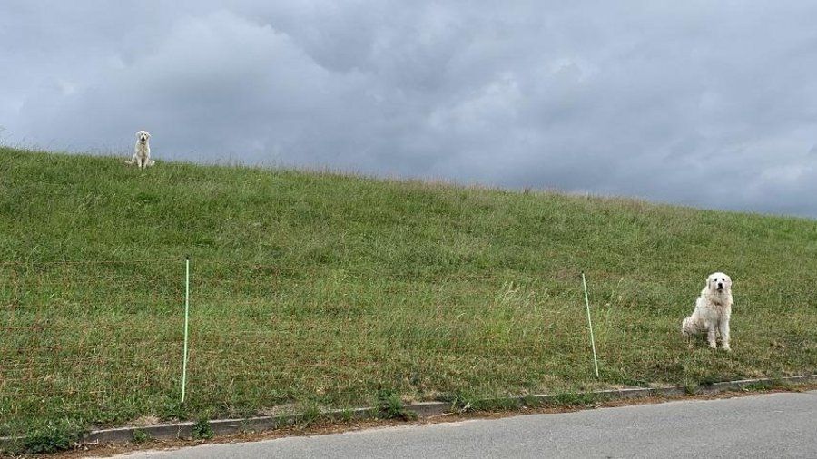 Herdenschutzhunde hinter wolfsabweisendem Mobilzaun