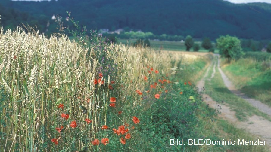 Randstreifen Weizenfeld mit Mohnblumen und Feldweg