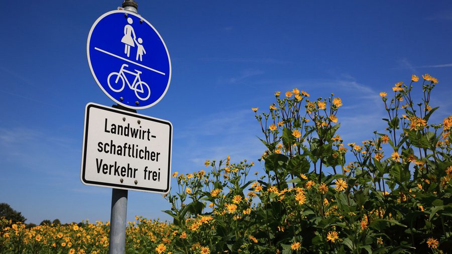 Feld mit gelb blühenden Silphien und Verkehrszeichen am Feldrand