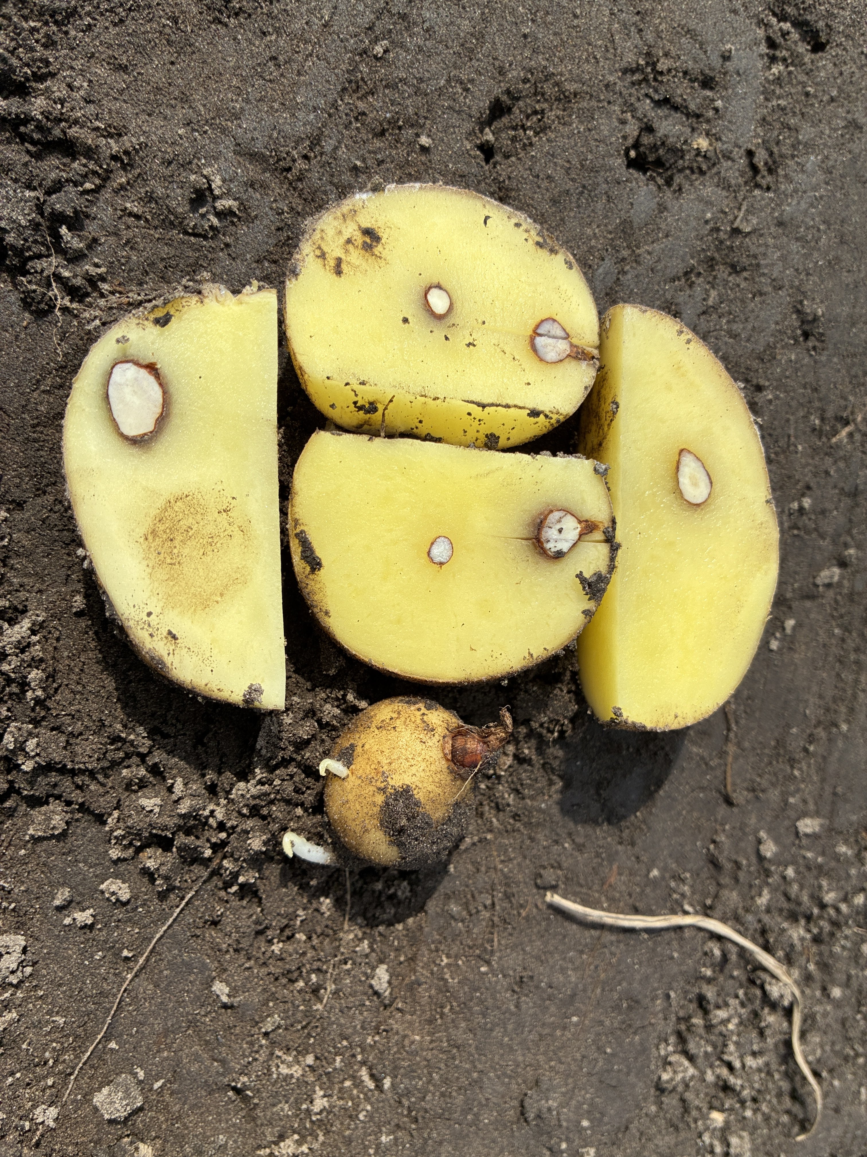 Aufgeschnittene Kartoffelknollen durchwachsen mit Erdmandeln.