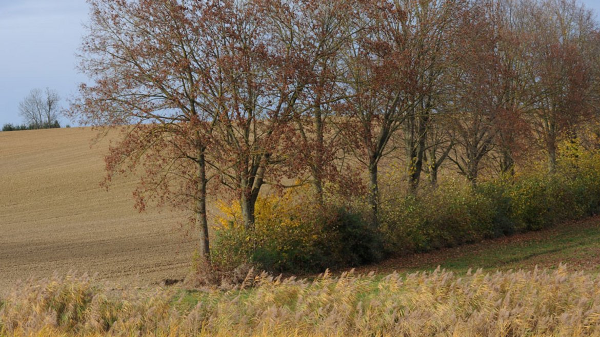 Feldlandschaft mit Hecken