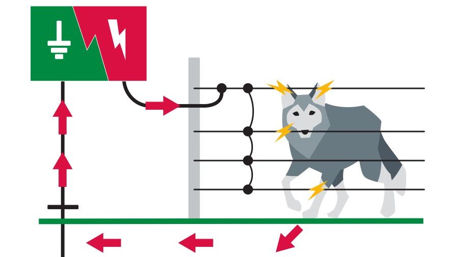 Elektrozaun und Wolf