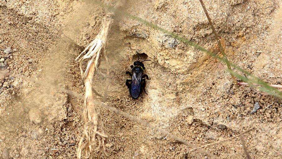 Wildbiene vor einem kleinen Loch in einem sandigen Hang.