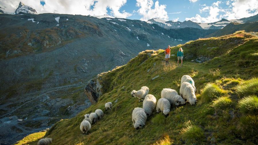 Schweiz: Ein Paar wandert an einer Herde Schafe vorbei, Zermatt, Valais