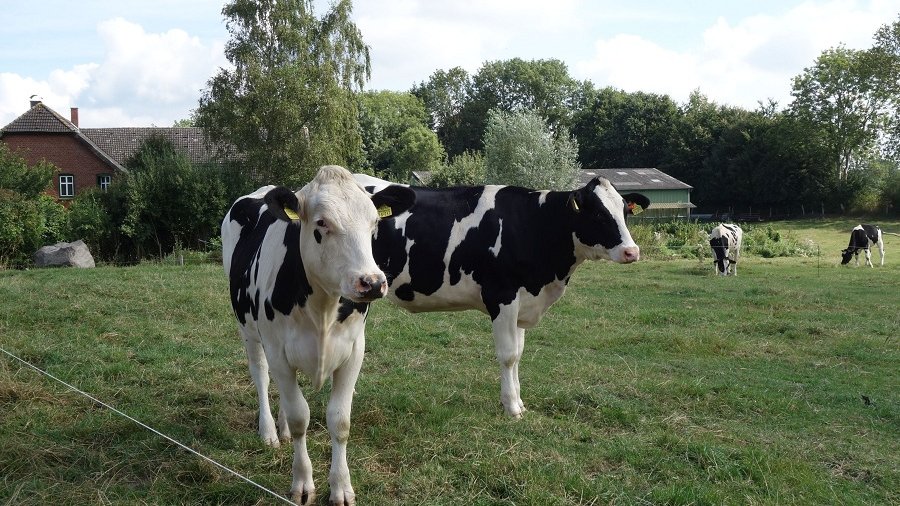 Schwarzbunte Milchrinder auf einer Weide 