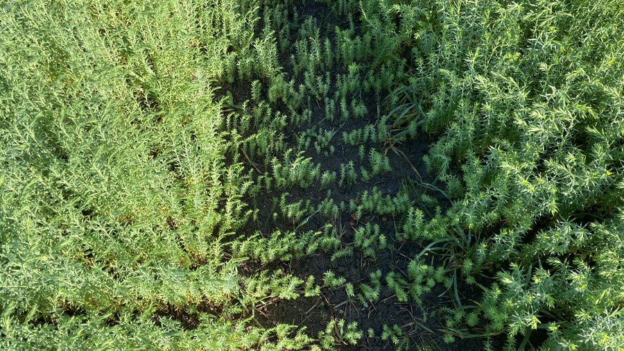 Nahaufnahme eines Pflanzenbestandes mit verdichteter Fahrspur.