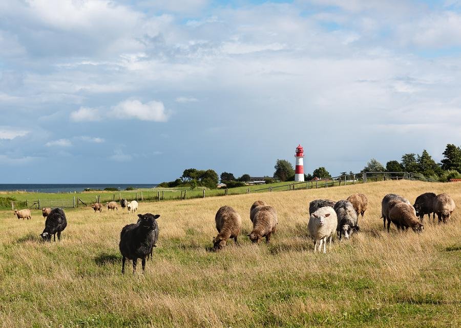 Schafherde in Küstenlandschaft zum Küstenschutzaft mit Leuchtturm
