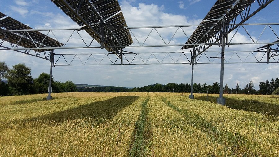 Winterweizen unter Agri-PV-Anlage. Bild: Bauerle, Universität Hohenheim 