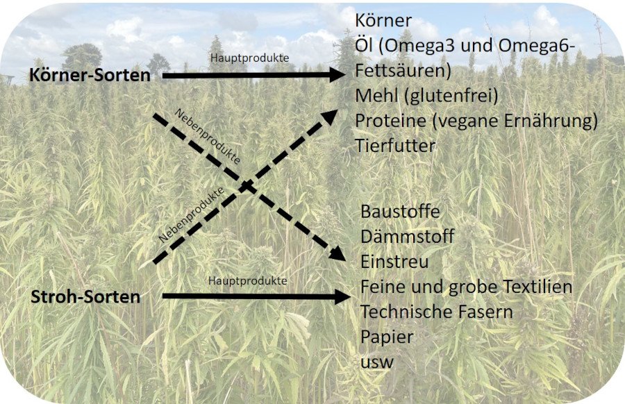 Grafik zur Übersicht, wie Körner- und Faserhanf verwertet werden können.