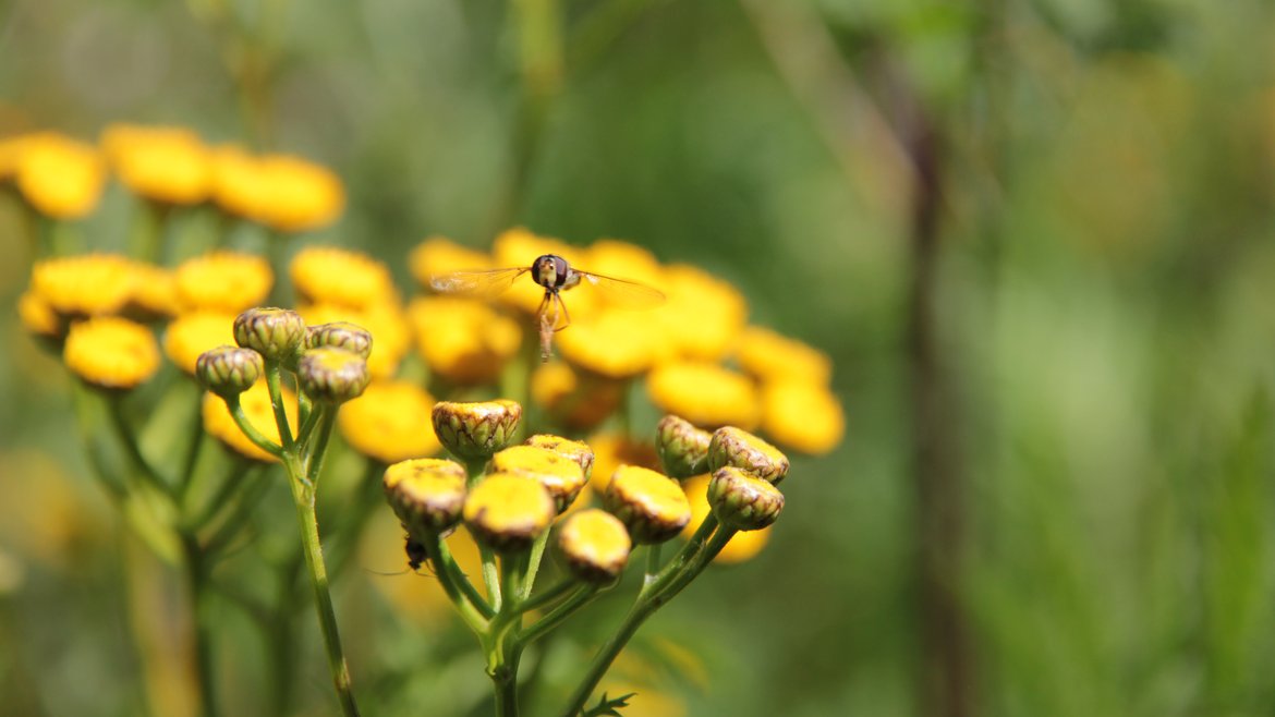 Schwebfliege in Anflug auf die Blüte eines Rainfarns.
