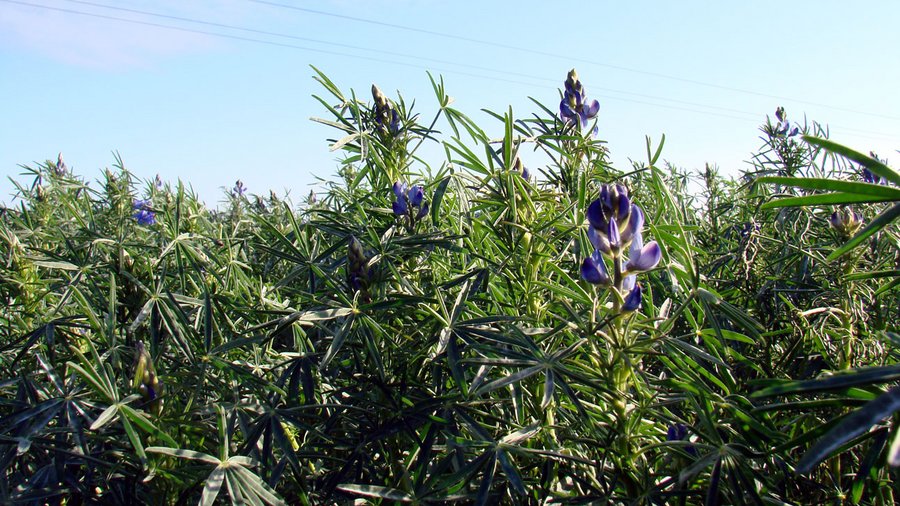 Blühende Lupinen