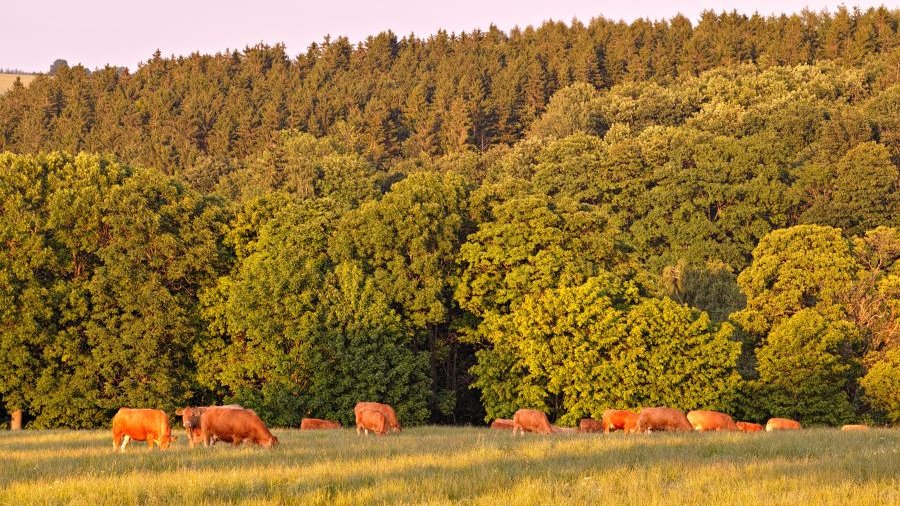 Eine Herde Rinde grast auf einer Wiese mit bewaldetem Hügel im Hintergrund.