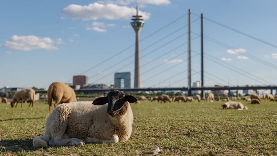 Eine Herde Schafe grast am Rheinufer mit dem Rheinturm und der Rheinkniebrücke von Düsseldorf im Hintergrund.