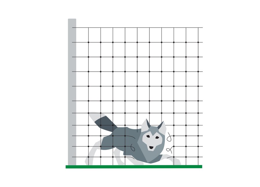Wolf hinter defektem Stabilzaun mit Loch