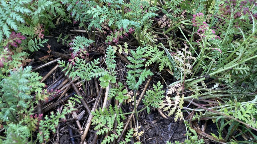 Nahaufnahme eines Pflanzenbestandes von Phacelia in Reinsaat.
