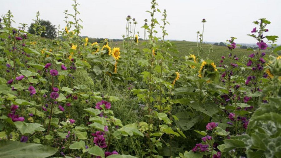 Blühende Wildpflanzen