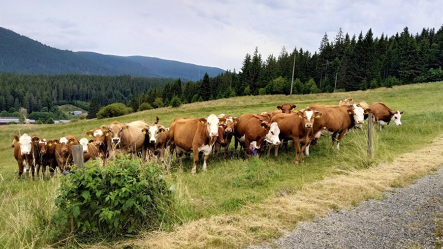 Kreuzungsrinder auf einer Weide am Berg. Im Hintergrund ist der Schwarzwald zu sehen.