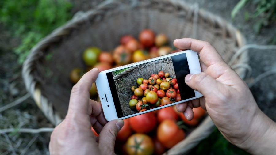 Mit einem von zwei Händen gehaltenen Smartphone werden in einem Korb liegende Tomaten fotografiert.