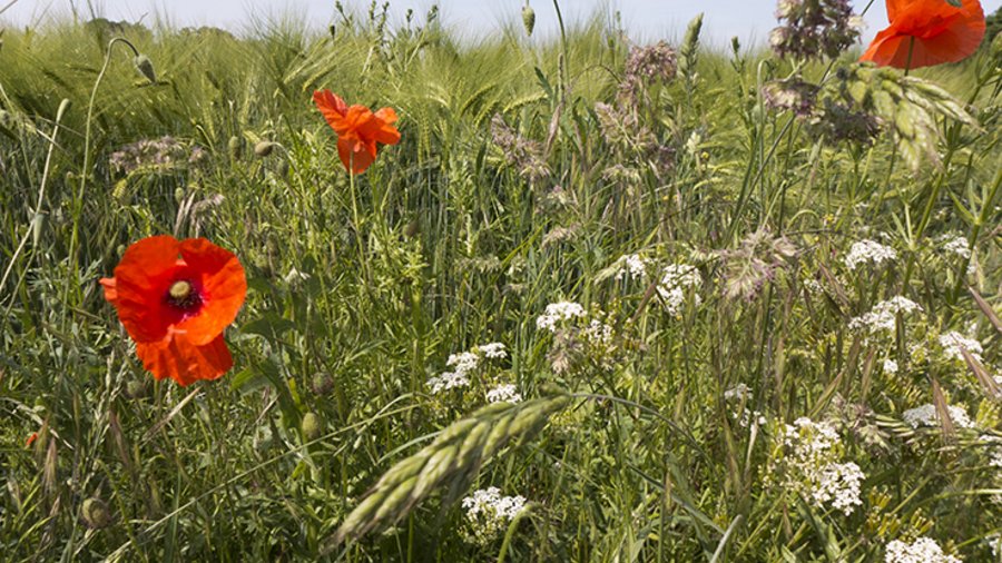 Quelle: Edda Dupree/iStock/Getty Images Plus via Getty Images