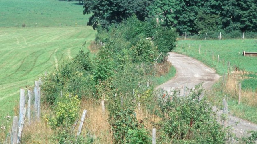 Hecke neben einem Weg