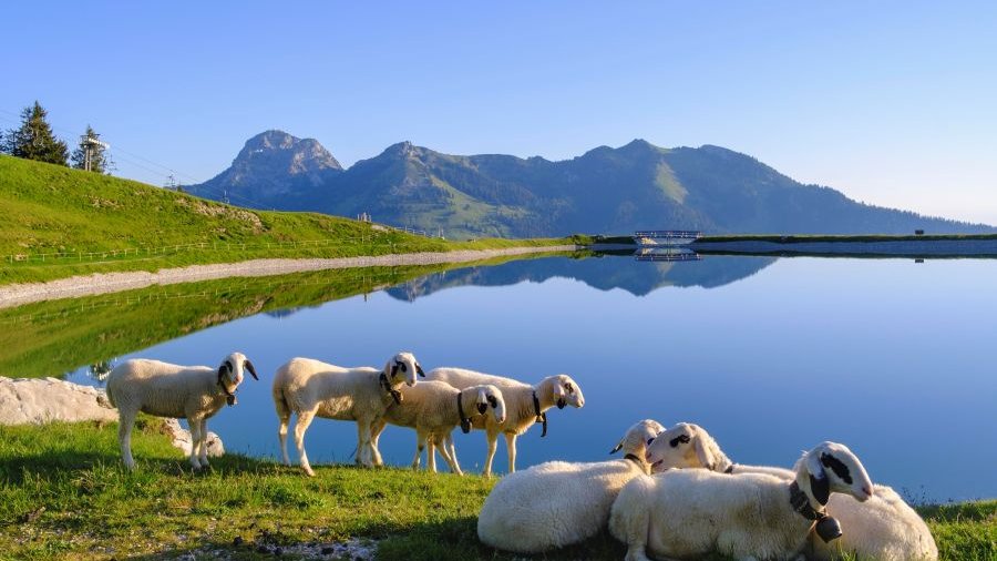 Eine Gruppe Schafe vor einem Stausee in den Alpen.