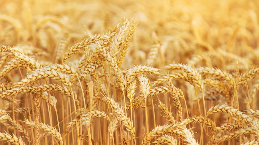 Weizenfeld mit dem Fokus auf einzelne Ähren.