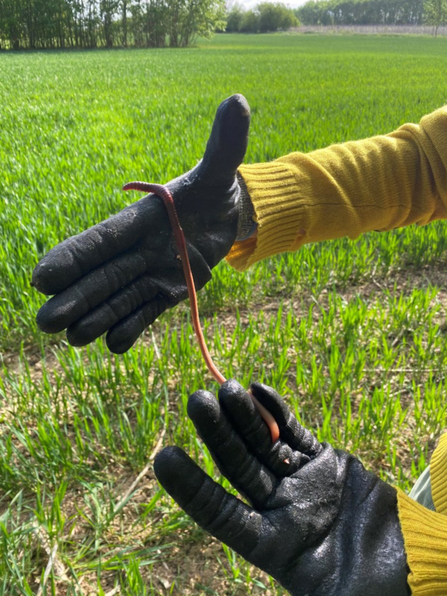 Zwei Hände mit schwarzen Handschuhen halten einen Regenwurm.