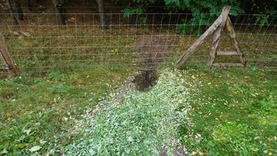 Grabestelle eines Wolfs unter einem Zaun