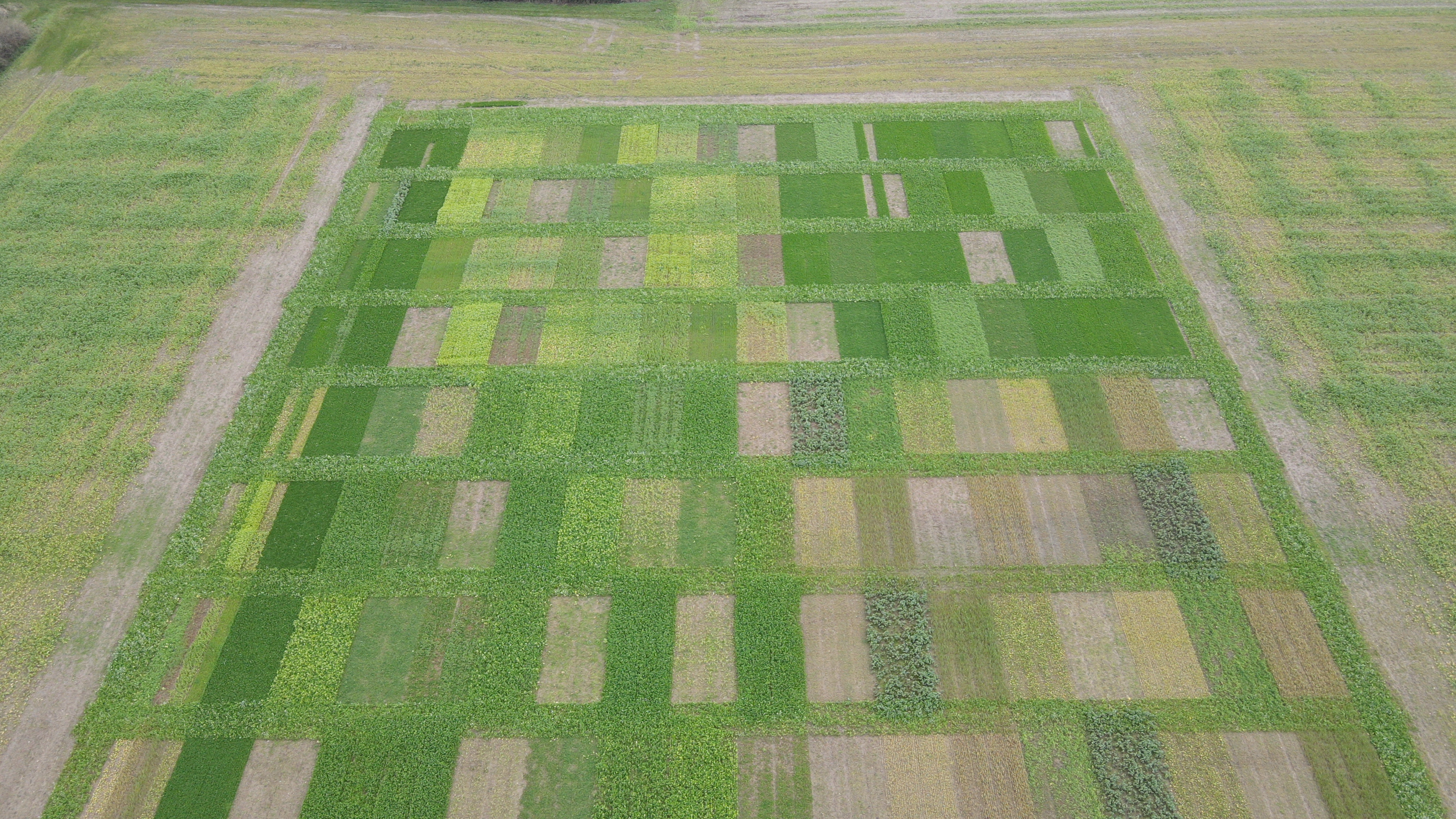 Luftaufnahme eines parzellierten Feldes mit unterschiedlichen Versuchsgliedern.