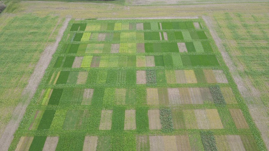 Luftaufnahme eines parzellierten Feldes mit unterschiedlichen Versuchsgliedern.