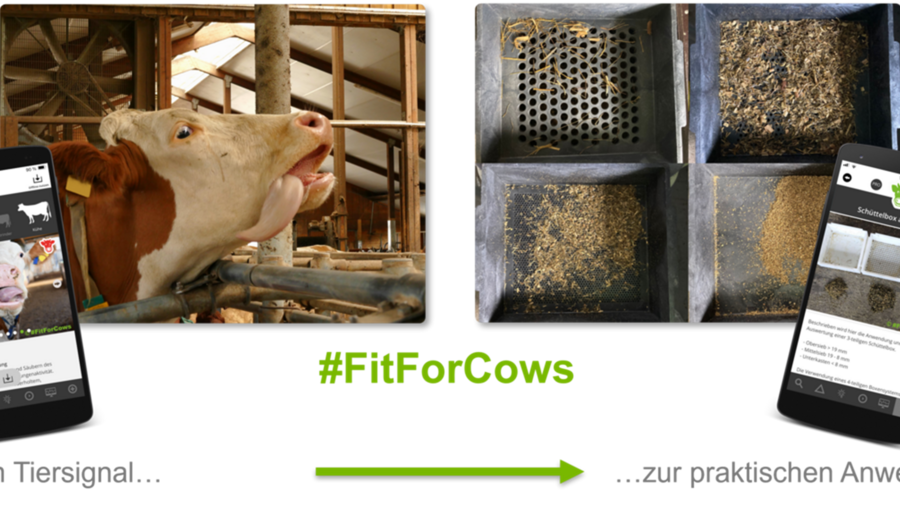 Die App Fit for Cows für die praktische Anwendung.