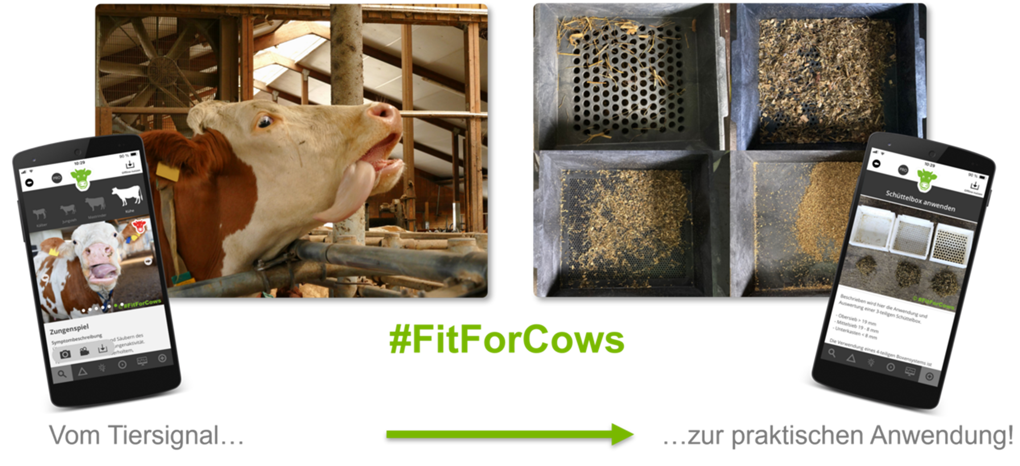 Die App Fit for Cows für die praktische Anwendung.