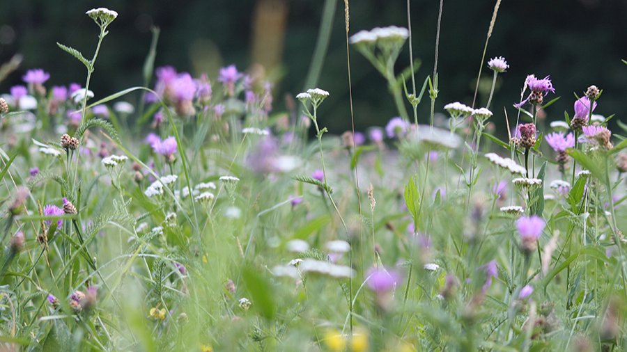 Verschiedene Blühende Blumen auf einer Wiese.