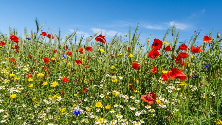 Blühstreifen. Bild: A-Tom/iStock/Getty Images Plus via Getty Images