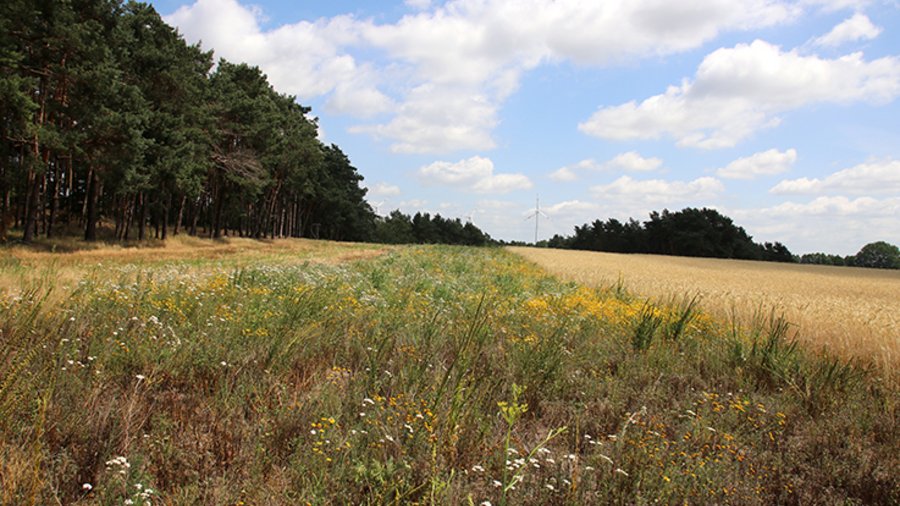 Blühstreifen mit blühenden Blumen. Rechts davon ein Getreidefeld. Links eine Brache und daneben Wald. 