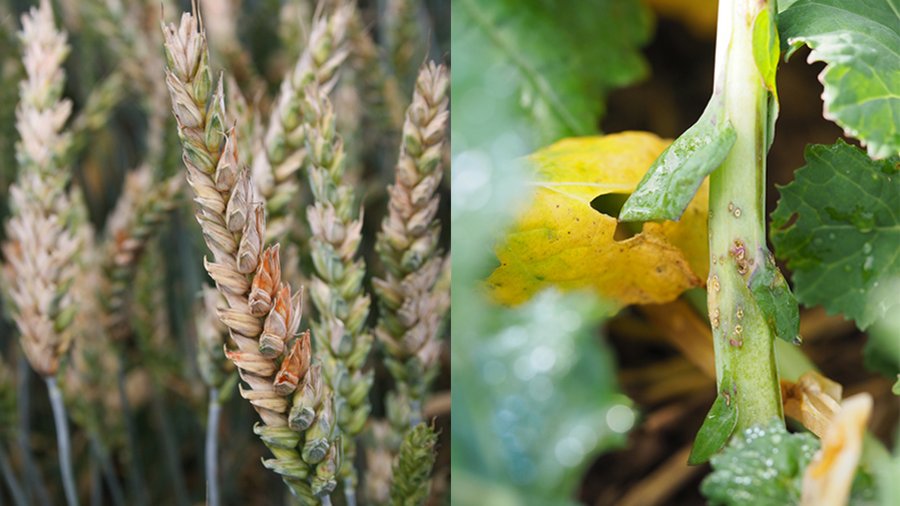 Ährenfusarium und Erdfloh