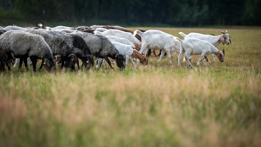 Schaf und Ziegenherde
