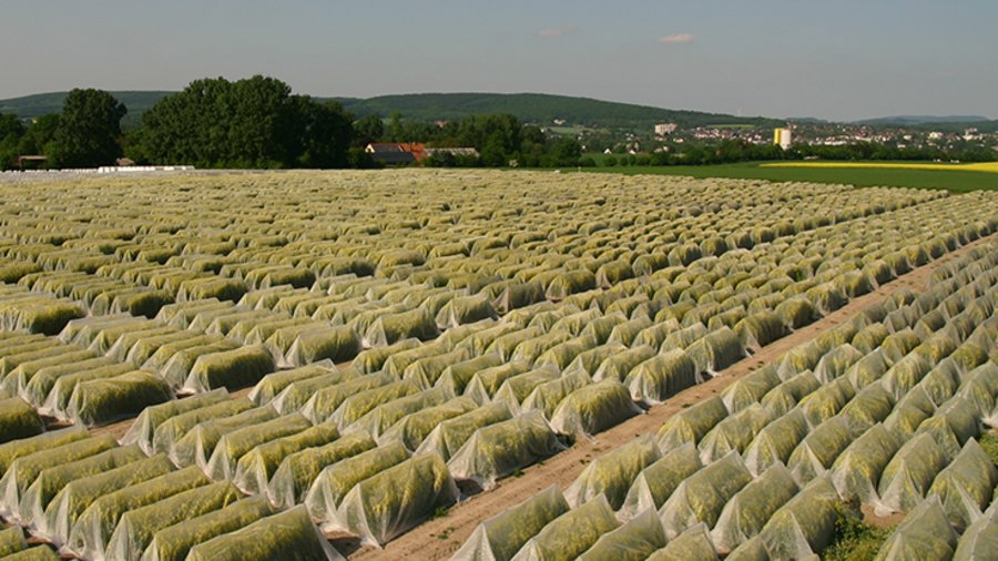 Luftaufnahme eines Zuchtgartens. Die Rapspflanzen sind mit Folien abgedeckt.