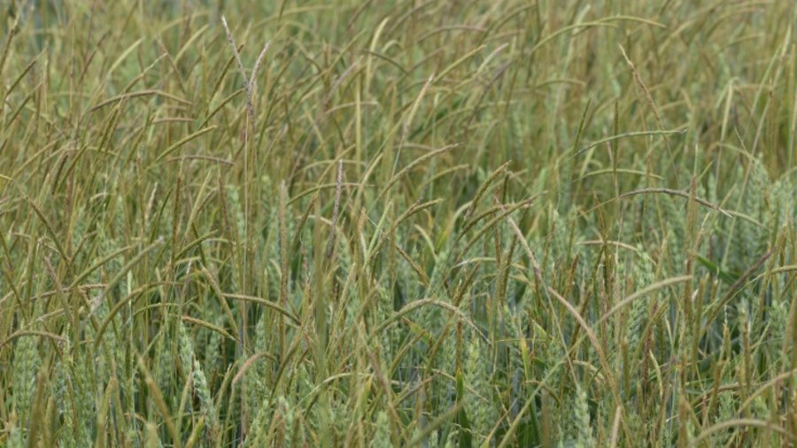 Starker Ackerfuchsschwanzbesatz in einem Winterweizenbestand, Feldausschnitt