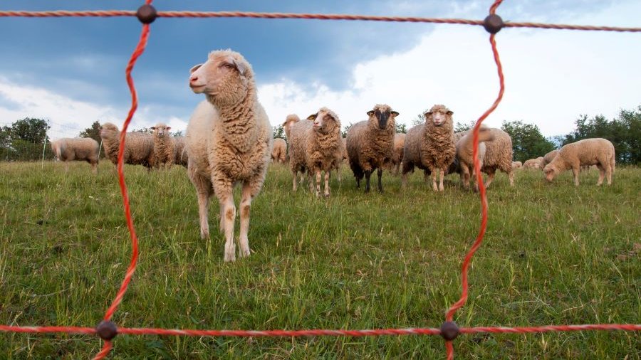 Schafherde durch ein roten Herdenschutzzaun betrachtet