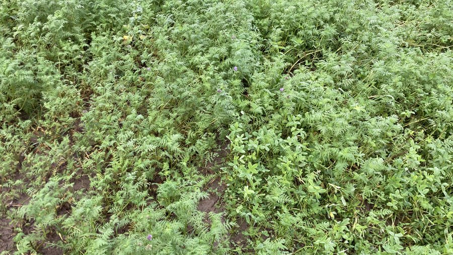 Pflanzenbestand mit zwei unterschiedlichen Saatmischungen in Nahaufnahme. 