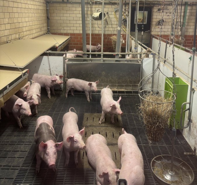 Ferkel laufen durch den Stall.