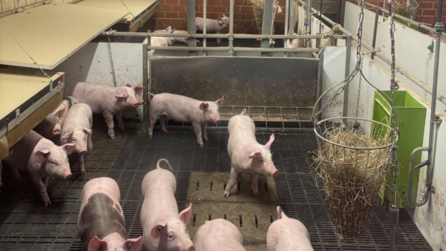 Ferkel laufen durch den Stall.