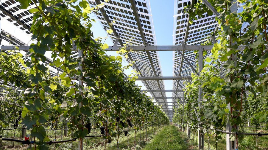 Photovoltaik-Module über Weinreben