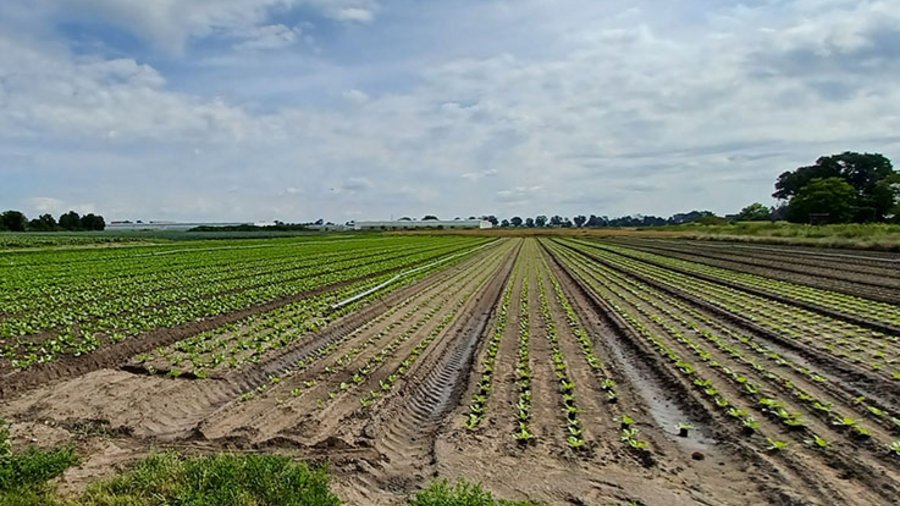 Mehrere Beete mit Salat nebeneinander im satzweisen Anbau, von rechts nach links nimmt das Alter der Salatpflanzen zu.