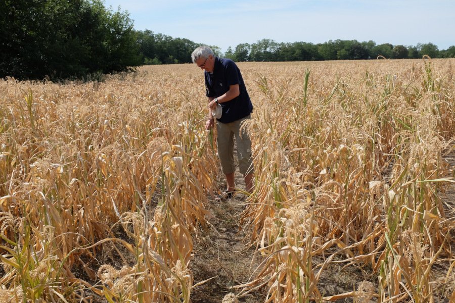 Eine Person steht in einem trockenen Maisfeld und schaut sich die vertrockneten Pflanzen an.