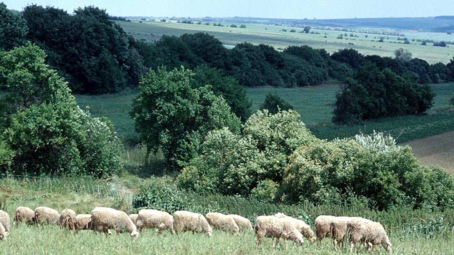 Schafe auf der Weide