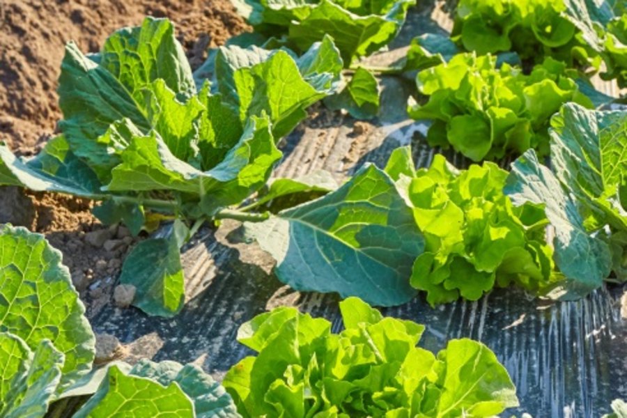 Grüne Salatköpfe auf einer schwarzen Mulchfolie