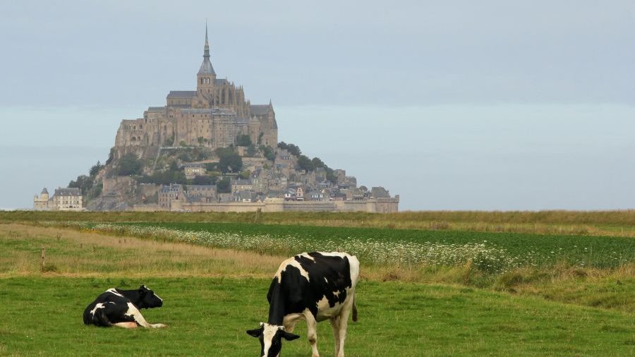 Frankreich: Kühe grasen vor Mont Saint-Michel