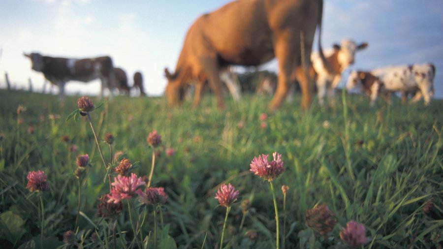 Milchvieh und Mutterkühe auf der Weide